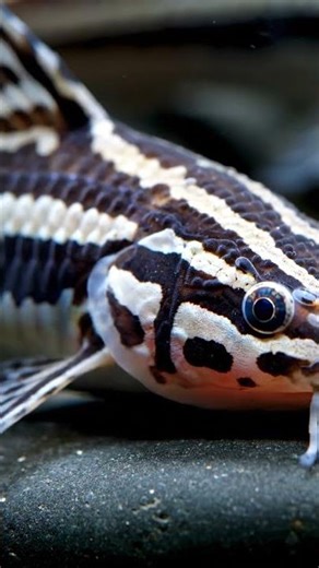 IKAN SULTAN?! Rahasia Keindahan Zebra Pleco L046 yang Bikin Kolektor Melongo!