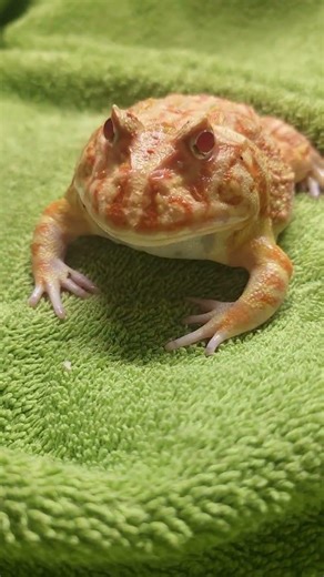 Pacman frog feeding 🐸 #pacmanfrog#shorts