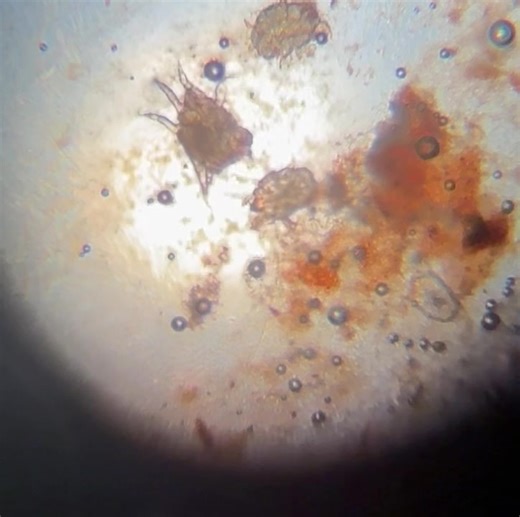 Ear mite party 🎉 Ear mites are a common cause of itchy ears, especially in cats. They typically cause a dark, dry buildup in the ears and cause lots of scratching. Thankfully they’re easily diagnosed and treated! | Hometown Veterinary Clinic of Jacksonville