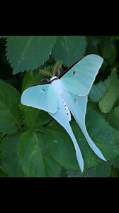 Actias neidhoeferi; Once in a while, you come across a species that is truly mythical. Actias neidhoeferi is known as the Taiwanese moon moth, or Mini moon moth. It is a very rare, and also very small species of Actias that is endemic to the mountains of Taiwan (Miaoli County, East Coast National Scenic Area; -Nantou County in general, Yilan County, Taipingshan National Forest area, Hualien Country in the mountains east of Taroko National Park – and generally in the mountainous regions of centra