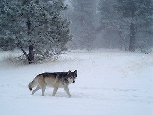Oregon’s wolf population up at least 10 percent, according to annual report