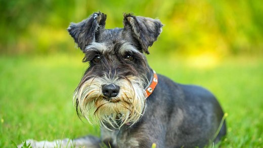 Schnauzer: carácter, origen y todo lo que tienes que saber de esta raza de perro