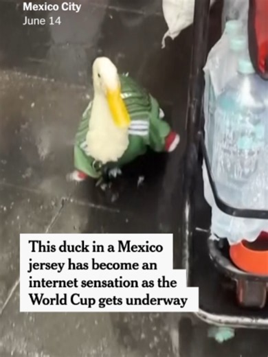 Merlin, a two-year-old duck, has become famous for wearing a Mexico jersey as he waddles behind his owner during the World Cup. #Merlin #duck #FIFAWorldCup #Mexico