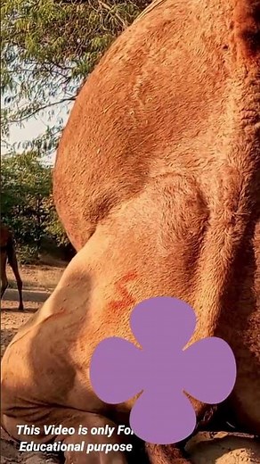 Camel Reproduction Explained | Educational Wildlife Footage #camelbreeders