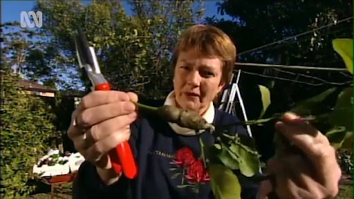 Citrus Gall Wasp - Gardening Australia