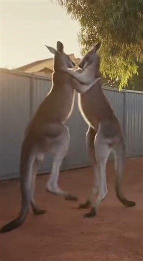 “Savage Kangaroo Fight Caught on Camera 😱 | Brutal Boxing Battle in the Wild 🥊🦘”