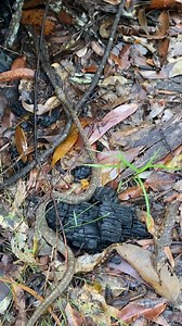 3.5K views · 27 reactions | Coastal Carpet Python (non venomous) relocated from Mount Nathan this weekend by Janelle. | Snake Catchers Brisbane & Gold Coast 0413 028 081 | Facebook