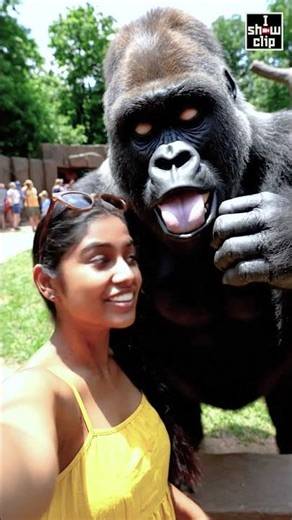 Gorilla funny, she takes her selfie #shortsfeed #funny