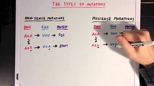 The different types of mutations