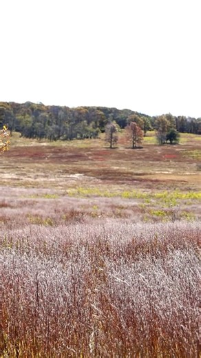 Name a more beautiful meadow 😍 📍Shenandoah National Park #virginia #shenandoah #hiking #nationalpark #explore | Wander and Warble