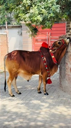 Eid ul Adha Animal 2026 | Cow Tiktok | Cow Lover | Qurbani Eid Janwar | whatsapp status | #Shorts