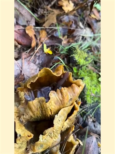 Newts In Their Tiny Forest #cuteanimals #animals #animal #fypシ #foryourpage #viral #animallover #animalfriends #cute #animalkingdom #nature #reels #newt #newts #forest #lizard #lizards