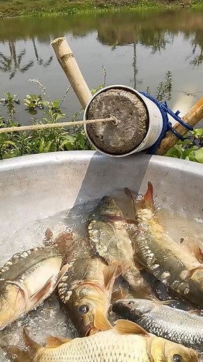 55K views · 23 reactions | The Ultimate Fish Trap | Fishy Story | Facebook