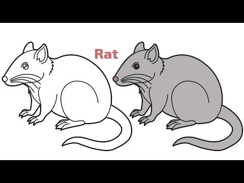 How to Draw a Rat | Easy Step-by-Step Drawing Tutorial for Beginners