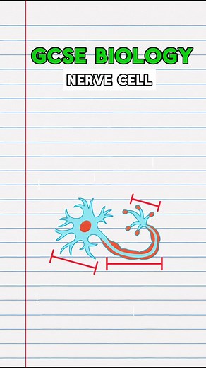 GCSE Biology: Nerve Cell Labelling | Revision Guide