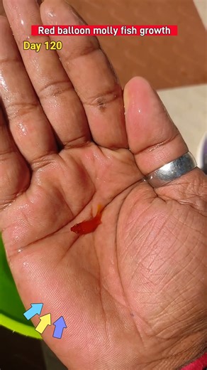 Red balloon molly fish growth time stages #fishshorts #mollyfish #shortsfeed #kfishfarming