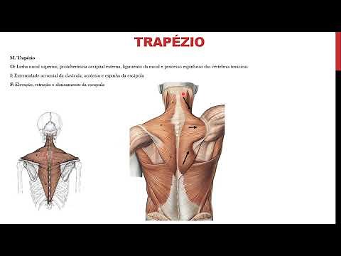 Músculos do tronco - Origem, inserção e funções