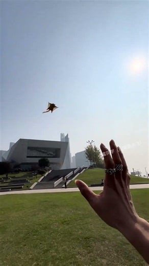Pets that can fly back #FlyingPets #SugarGliders