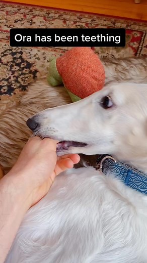 Creative Ideas for Borzoi Teeth Care