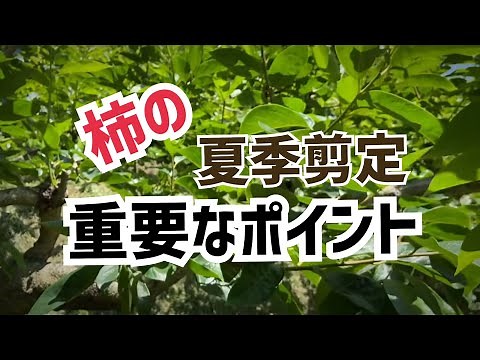 柿の夏季せん定【夏季剪定のポイント】