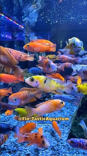 Most Colourful African Cichlid Fish Ever! 😍 | Stunning Aquarium Cichlids Collection 2025