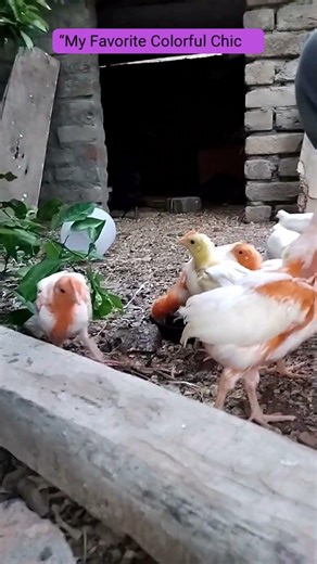 “My Favorite Colorful Chicks