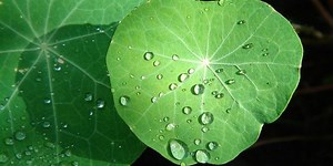 Bionic Leaf Turns CO2 Back Into Fuel