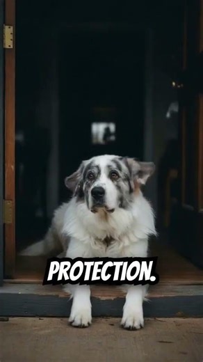 Living With a Great Pyrenees: The Barking Watchdog