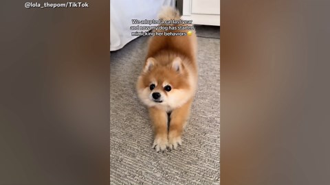 Woman Adopts Cat, Then Notices Dog Acting Strange