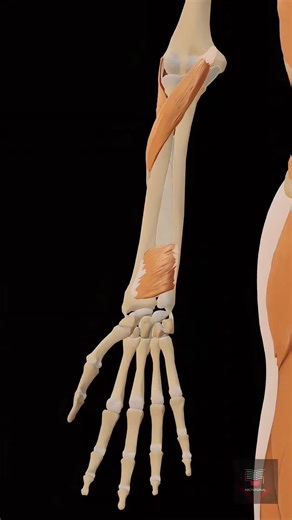 Understanding Forearm Muscles: Pronation and Supination