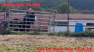 1.8K views · 11 reactions | Becky #bearcreekhorseandmuleco Very willing and eager to please young mule with a great handle and very bright future! Light mouth and easily moves off of leg pressure which makes her super easy to ride and quick to learn what you’re asking from her. | Amber Bailey Young | Facebook