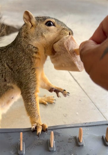 Nutsicles for Ground Squirrels: How to Make Vegan Nut Milk Treats