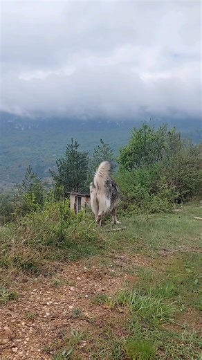 39K views · 2.2K reactions | ❤️❤️ | Sarplaninac Unity | Facebook