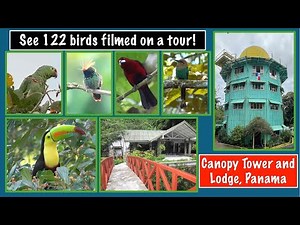 View 122 birds seen on Panama's Canopy Tower and Lodge Tour!