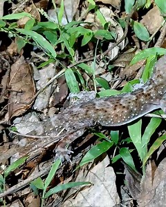 🐍 இரவாடிகள் - 13🦂 Nocturnal #tamil #snake #nature #wildlife | Wild Nocturnal