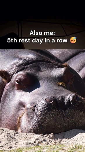 Rest Day ❌ Rest Week ✅ | Funny Gym Reels #funny