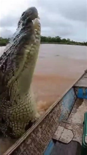 Animals Got Even Closer On Camera