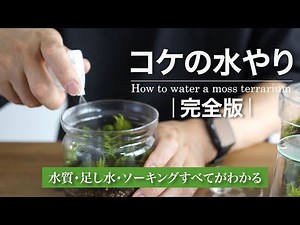 [Complete Edition] Watering a Moss Terrarium