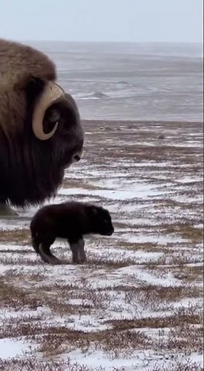 Musk Ox Defends Calf Against Arctic Fox Pack #Wildlife #MuskOx #NatureShowdown