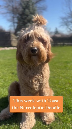 TOAST, THE NARCOLEPTIC DOG on TikTok