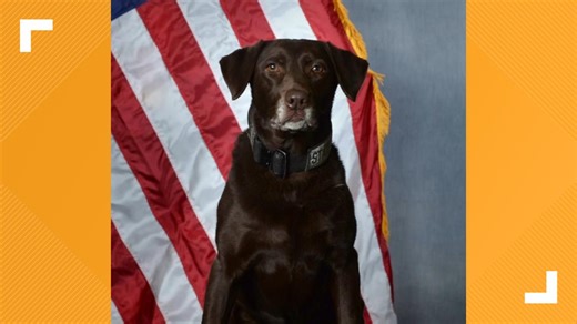 Happy tails: ISP K9 Kali to retire after 8 years of service