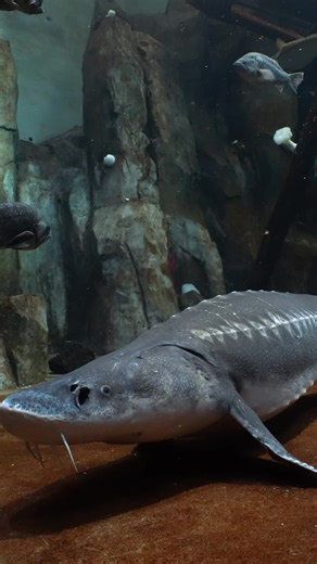 Sometimes we aren't the only ones observing. Sometimes the fish are observing us! 👀 🎥 clip by Assistant Dive and Boat Safety Officer, Alex #SpongeBob #fish #sturgeon #OregonCoast #Aquarium #underwater