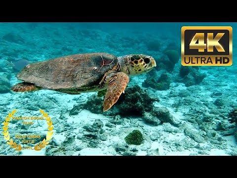 Giant Sea Turtle Underwater 4K UHD Screensaver 2 HOURS