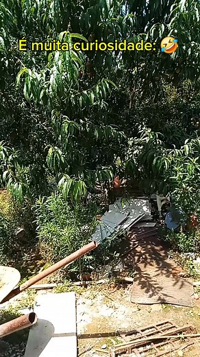 "Macaco curioso 🤣 🐒" #comedia #viral #reelsfacebook #humor #brasil | Cômicos do Paraná