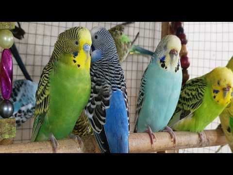 12 hour Happy Budgie Sounds All Day 🐦🎶 | Relaxing Bird Chirping Ambience