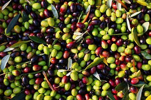 The 6 Best Olive Tree Tips to Plant a Food Forest