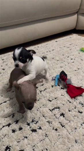 22K views · 815 reactions | Chihuahua Paws Texas on Reels | Facebook