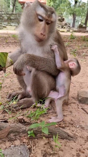 Baby monkey Lynx want Libby to care | Monkey Care