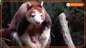 5.6K views · 265 reactions | A baby Matschie's tree kangaroo made its public debut at the Bronx Zoo in New York City. | Reuters | Facebook