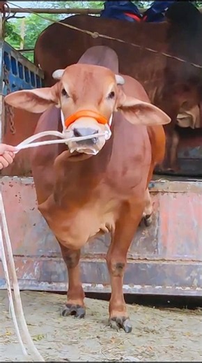 Cow videos 1236😅 #shortsvideo #funnyshorts #funny #cowGoru #cowcow #funnycow #animals